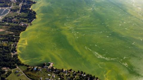The algae blooms in Lake Erie are known to cover an area the size of New York City
