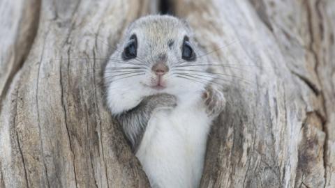 Siberian flying squirrel makes use of a disused bird nest to keep warm in the winter.