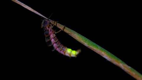 glow-worm.