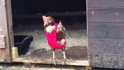 Chicken in jumper