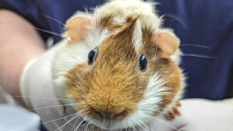 Guinea pig being held by RSPCA inspector