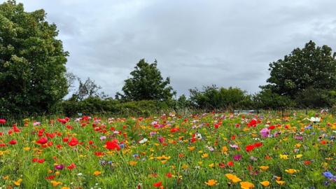 A field of multi-coloured flowers in the foreground with trees an a cloudy grey sky behind