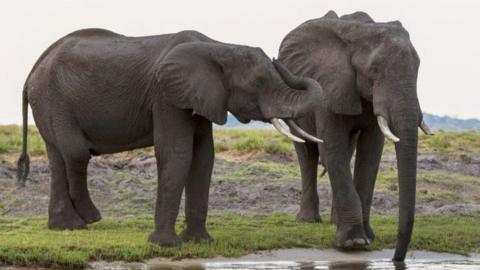 Elephants by a water hole in Botswana