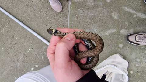 Snake in a hand