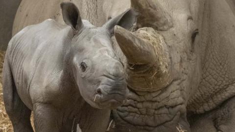Rare baby rhino with its Mother