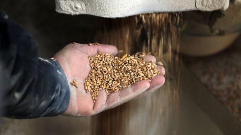 Wheat mill worker holding grains in a mill