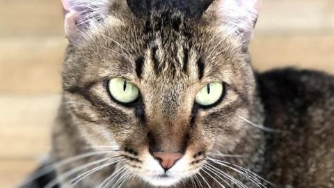 Hugo the cat - a tabby cat with bright green eyes