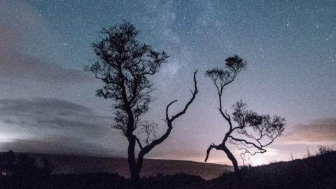 One of the winning photos capturing 'dancing trees' among a starry sky at Hadrian's Wall