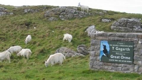 Kashmiri goats on the Great Orme