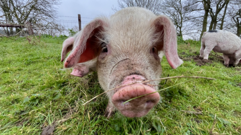 A close-up of a pig with mud and grass on its snout