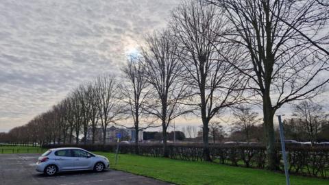 Elm trees in Cleethorpes affected by Dutch elm disease