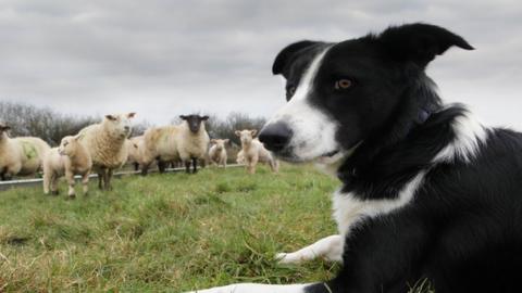 Dog in field with sheep