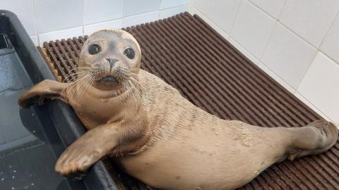 Seal pup in hospital