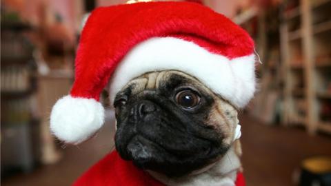 A dog in a Christmas hat