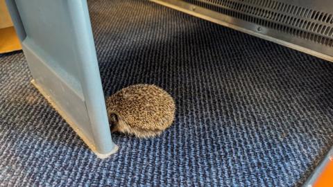 Lost hedgehog hiding under train seat