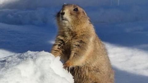 A prairie dog in the snow