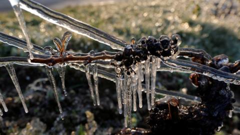 Water is sprayed in the morning to protect vineyards from frost damage outside Chablis, France, April 7, 2021