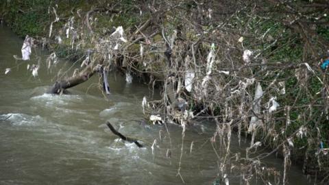 Rubbish caught on trees on the banks of the Taff near Forest Farm Country Park