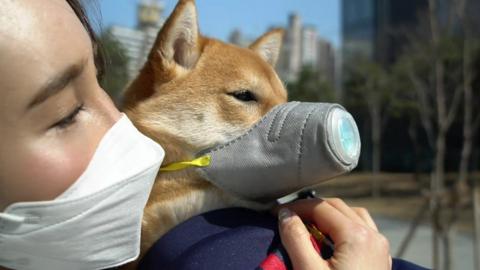 Dog wearing mask