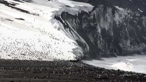 South Sandwich Islands (c) Jim Wilson Images