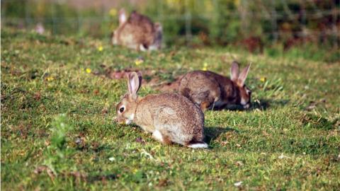 Wild rabbits in a field
