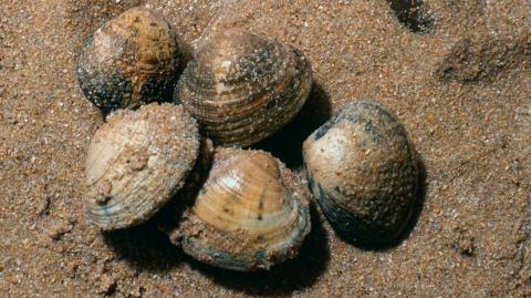 Grooved Carpet Shell Clams