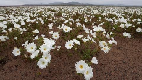 View of flowers in the Atacama Desert, Chile, on 22 August 2017.