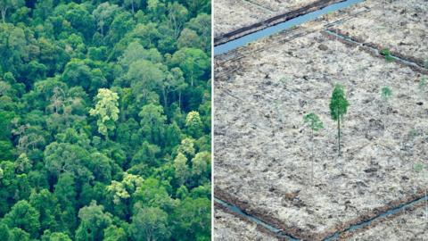 Sumatra deforestation