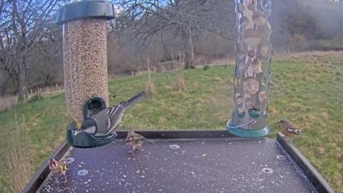 Devon Wildlife Trust bird table camera