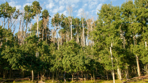 Drought-induced dieback among trees