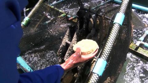 Abalone farming