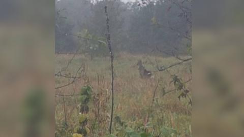 A blurry image of an animal in a field