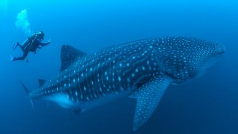 A scuba diver next to a whale shark in waters off the Galápagos