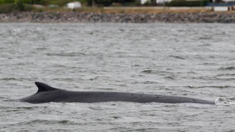 Fin whale at Inverness