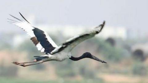 The stork is seen flying