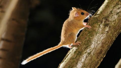 Dormouse