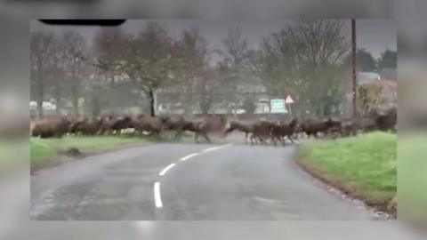 Deer crossing road near Sea Palling in Norfolk