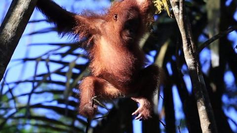 Bornean orangutan