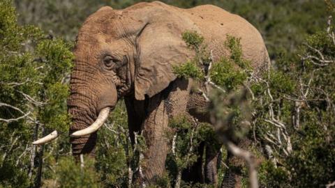 Plans to build new wind farms next to a South African national park have riled wildlife activists who worry the turbines will ruin the landscape and impact elephants.