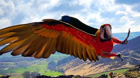 Motley flying in the Peak District