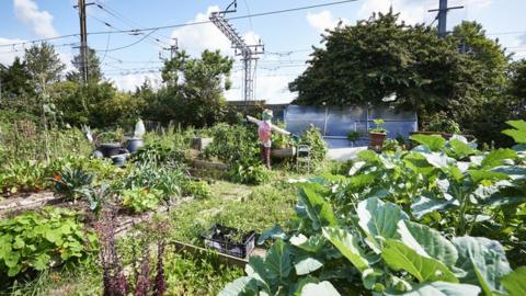 Stock image of an allotment