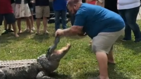 A screen grab from a video, showing a man putting a watermelon in an alligator's mouth
