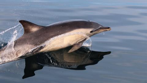 Common dolphin