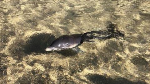 baby dolphin washed ashore