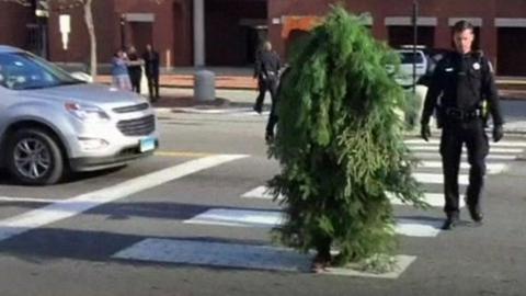 Asher Woodworth dressed as a tree in Portland, Maine.