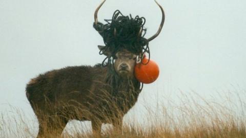 Stag with fishing gear in antlers