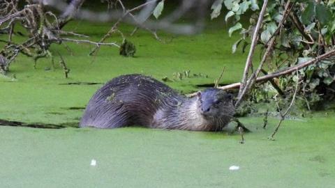 A European otter was filmed swimming in a stream in Holywells Park in Ipswich