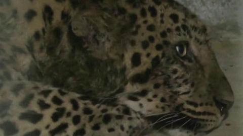 One of the leopards, which was captured over the weekend