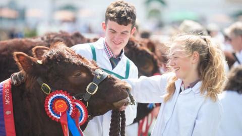 Two people stroking a cow with a rosette across its side cheek