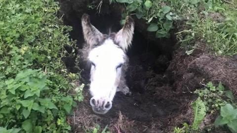 Eeyore the donkey